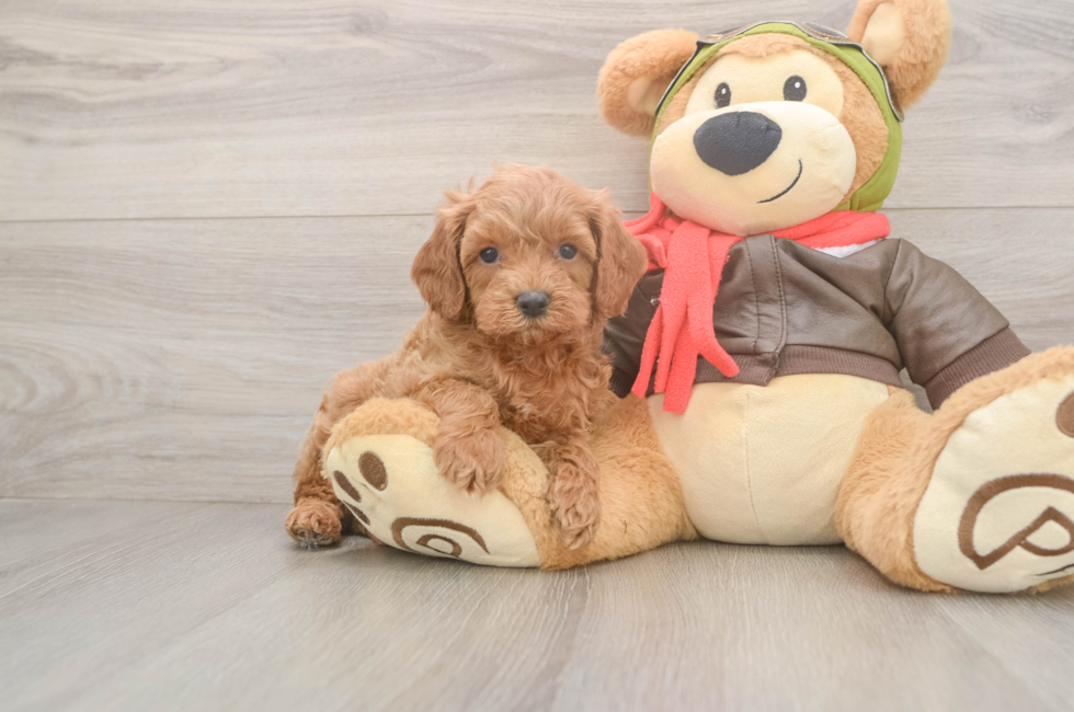 6 week old Cavapoo Puppy For Sale - Premier Pups