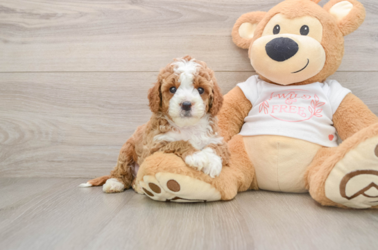 ANTHONY, a Cavapoo littermate