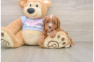 Cavapoo Pup Being Cute