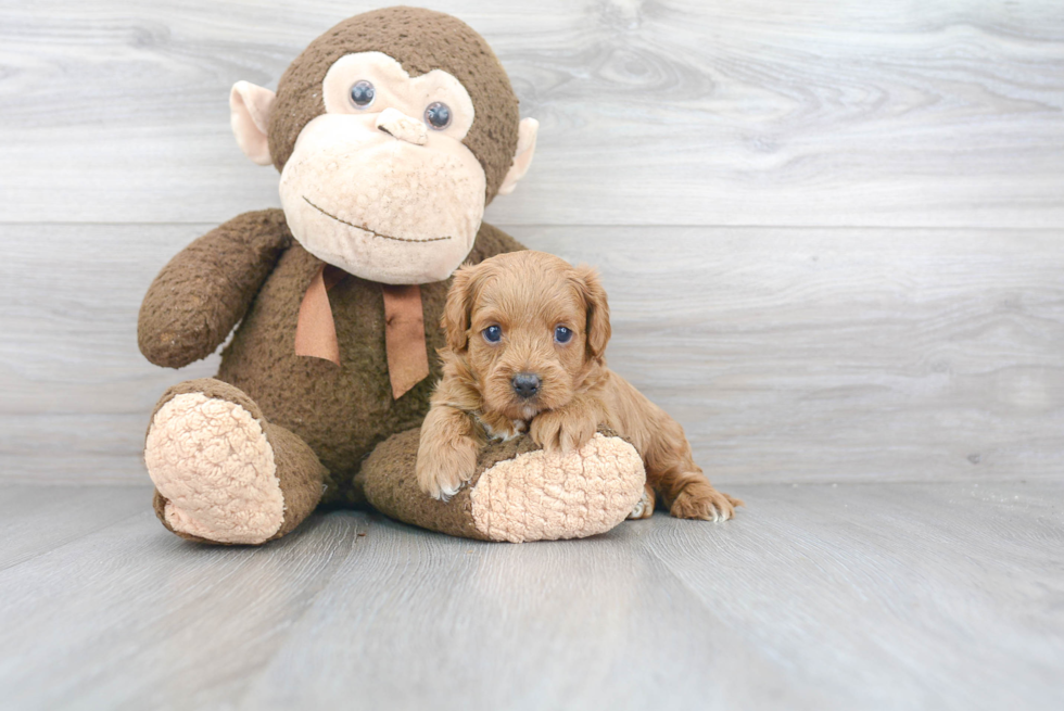 Best Cavapoo Baby