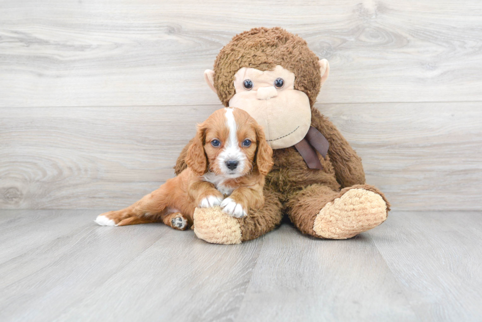 Playful Cavoodle Poodle Mix Puppy