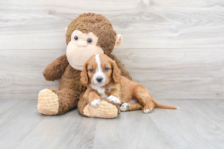 Little Cavoodle Poodle Mix Puppy
