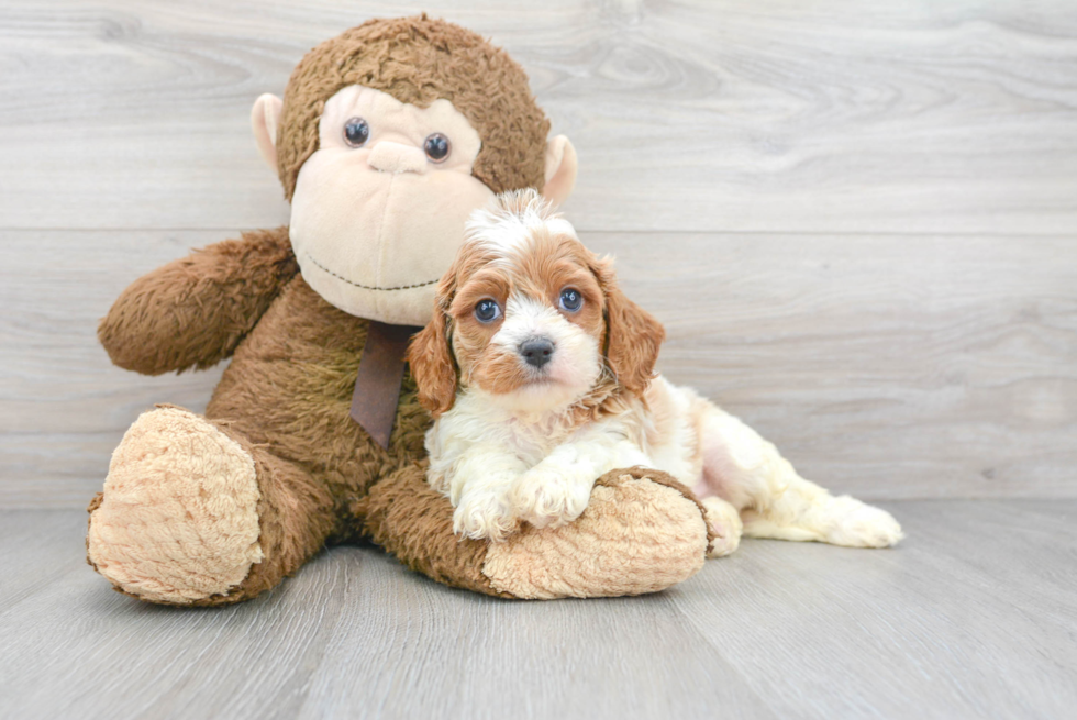 Small Cavapoo Baby