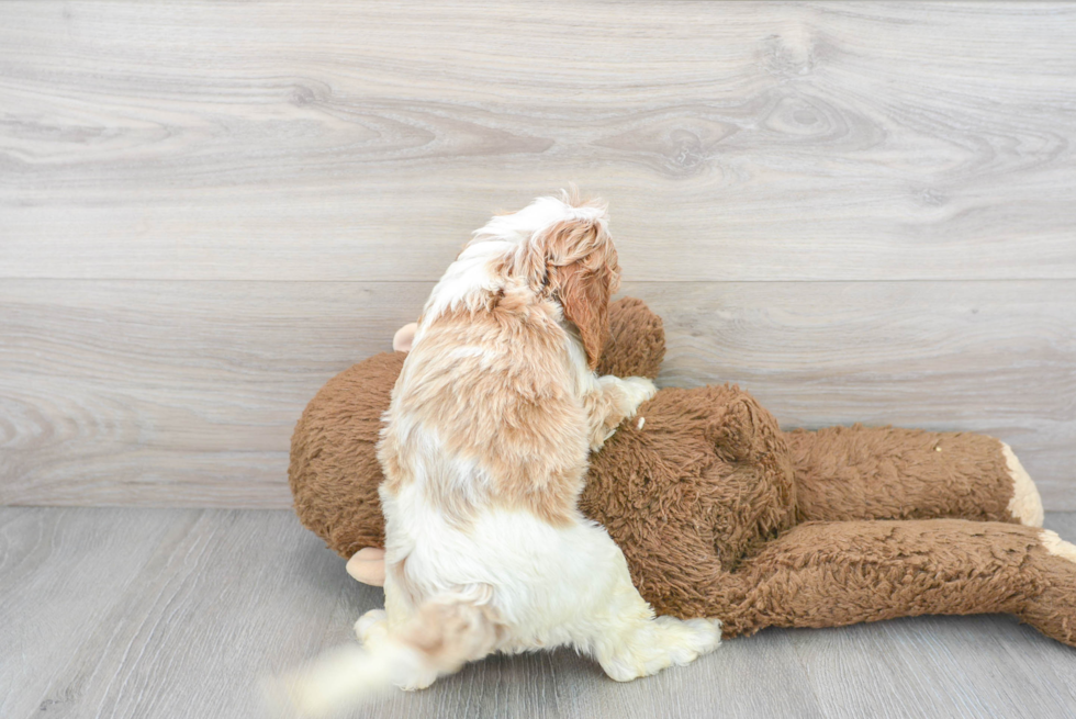 Sweet Cavapoo Baby