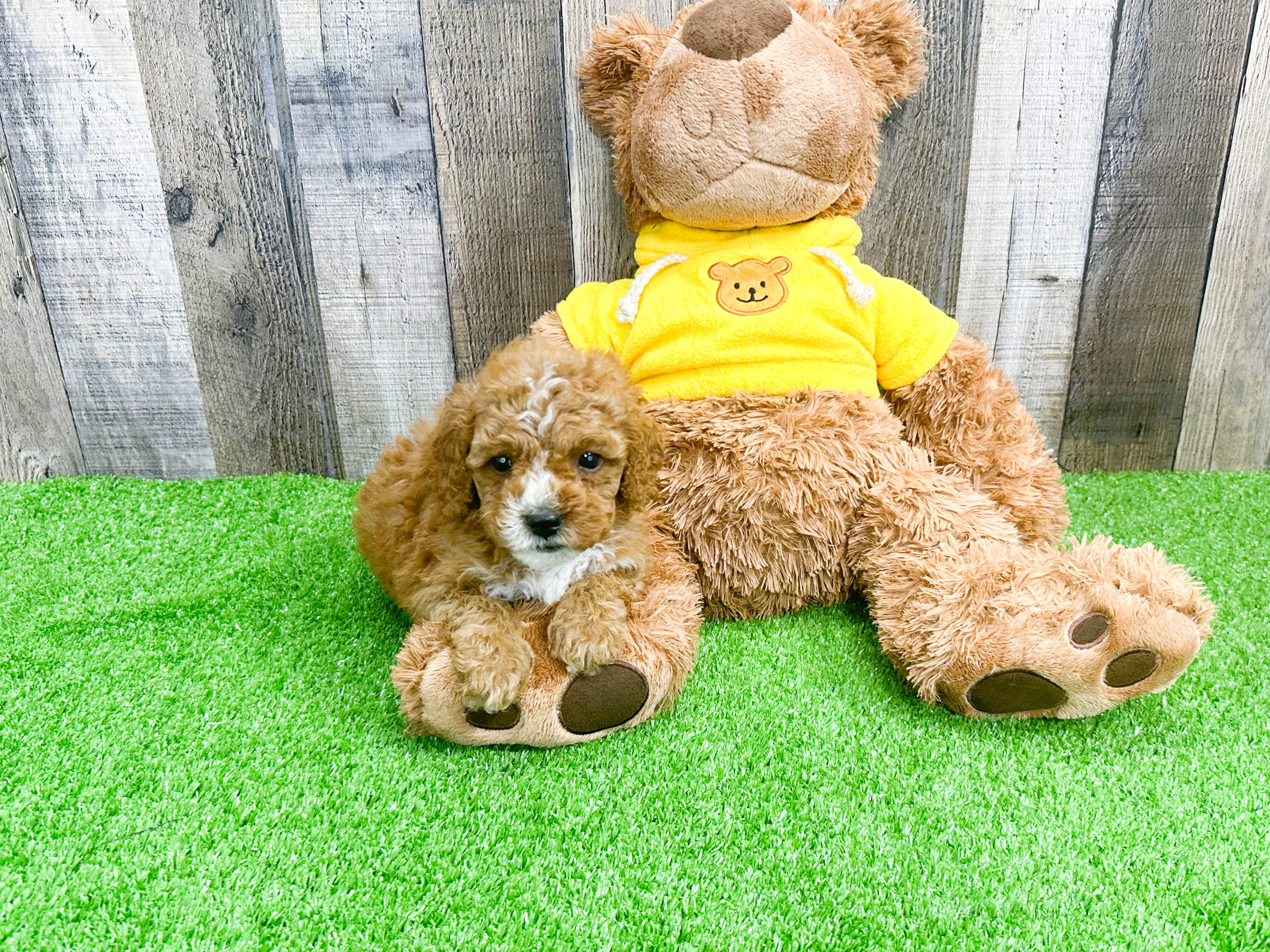 Sweet Cavapoo Baby