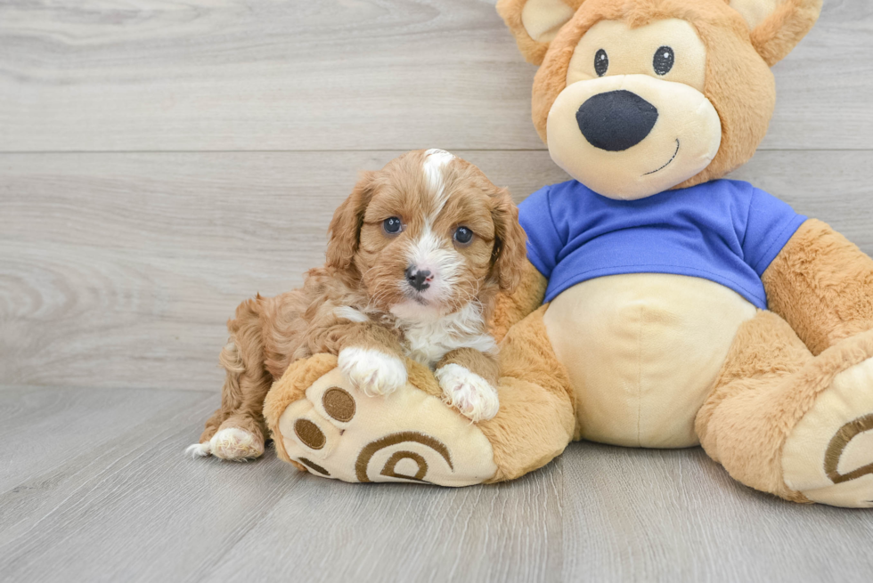 Energetic Cavoodle Poodle Mix Puppy