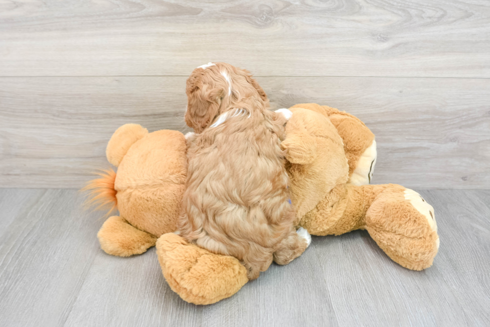 Cavapoo Pup Being Cute