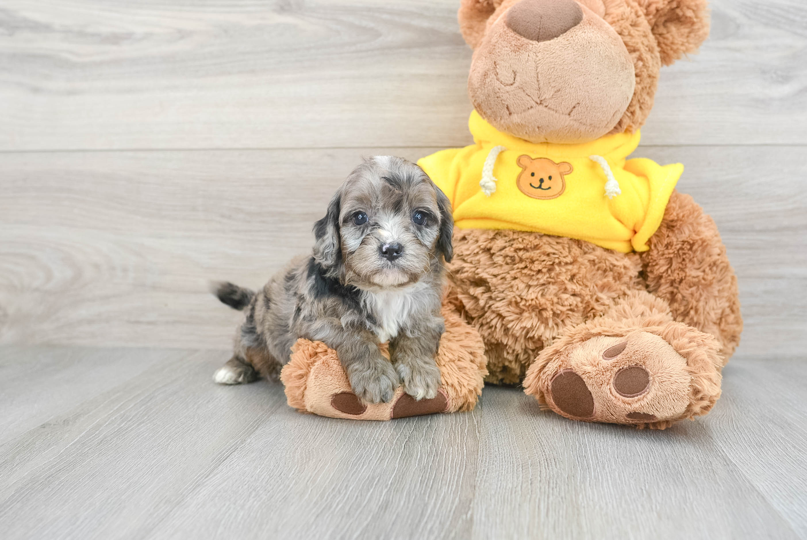 Best Cavapoo Baby