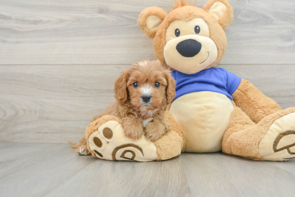 Sweet Cavapoo Baby