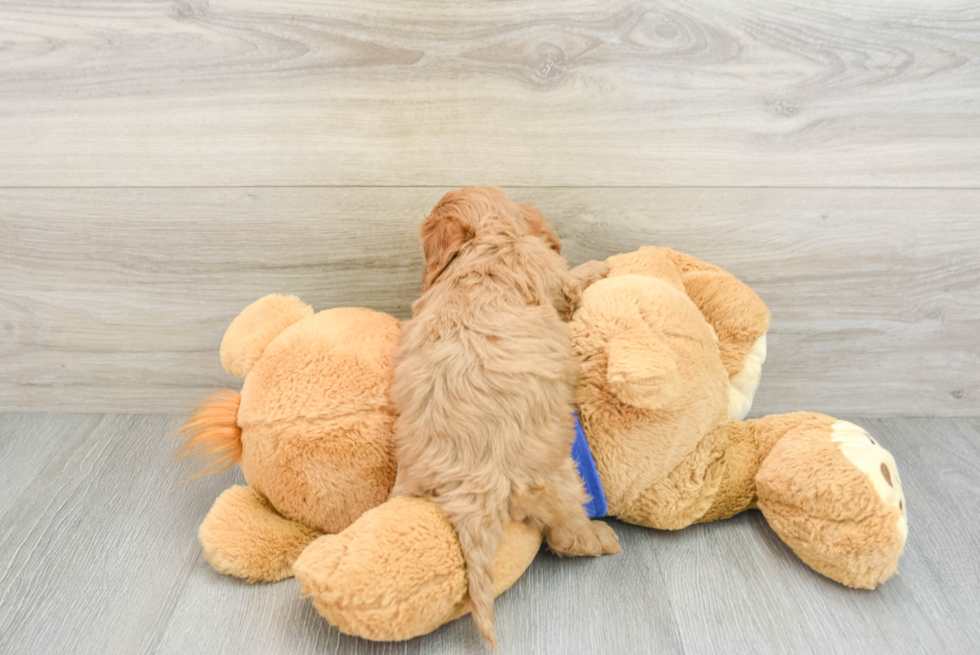 Little Cavipoo Poodle Mix Puppy