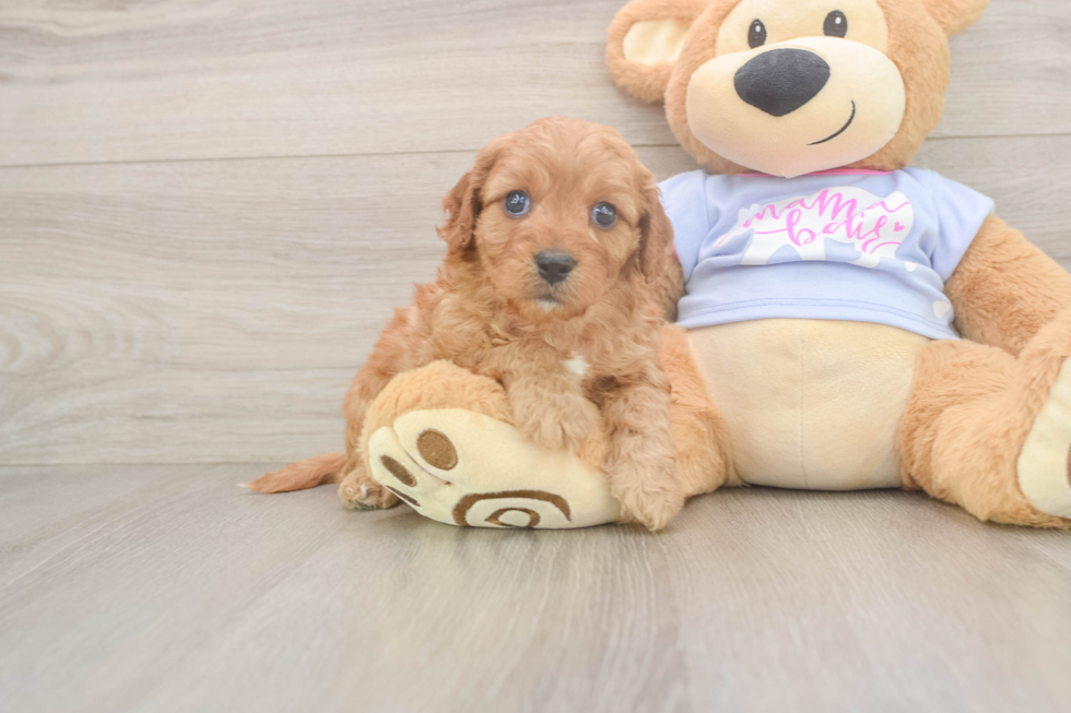 Playful Cavapoodle Poodle Mix Puppy