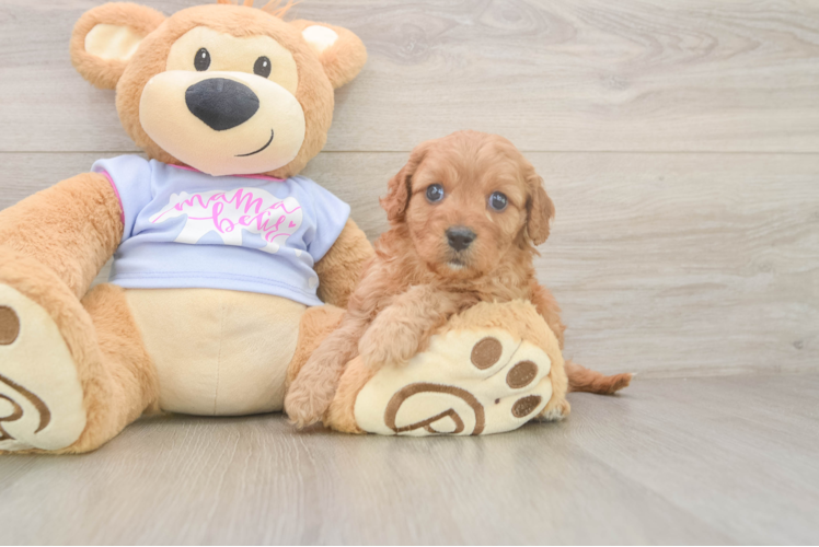 Cavapoo Pup Being Cute