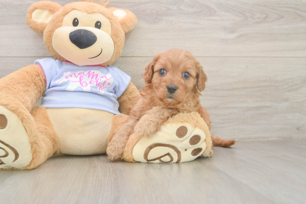 Cavapoo Pup Being Cute