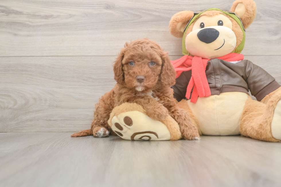 Cavapoo Pup Being Cute