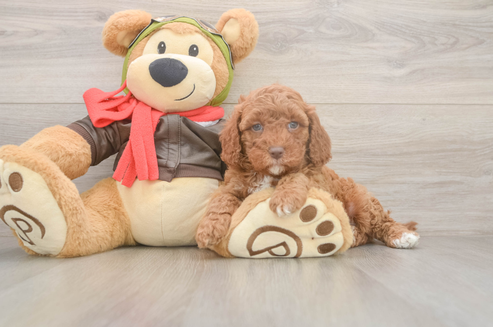 6 week old Cavapoo Puppy For Sale - Premier Pups