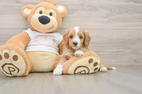 ARGO, a Cavapoo littermate