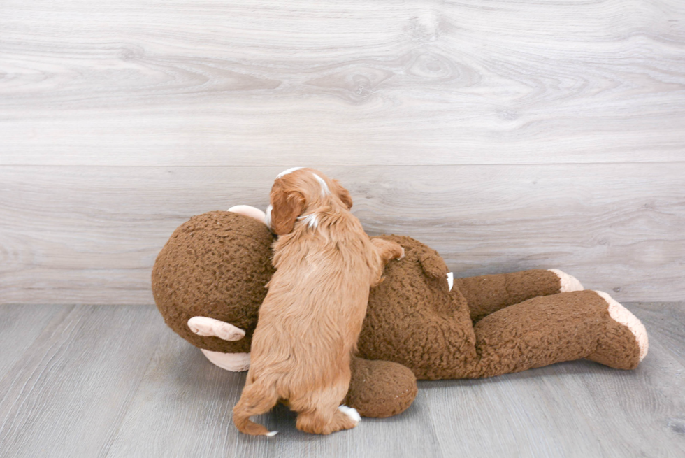Happy Cavapoo Baby