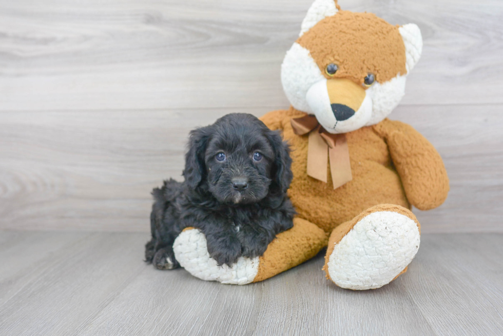 Hypoallergenic Cavoodle Poodle Mix Puppy