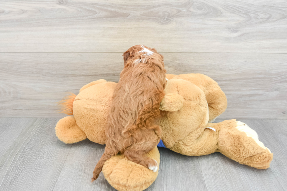 Little Cavoodle Poodle Mix Puppy