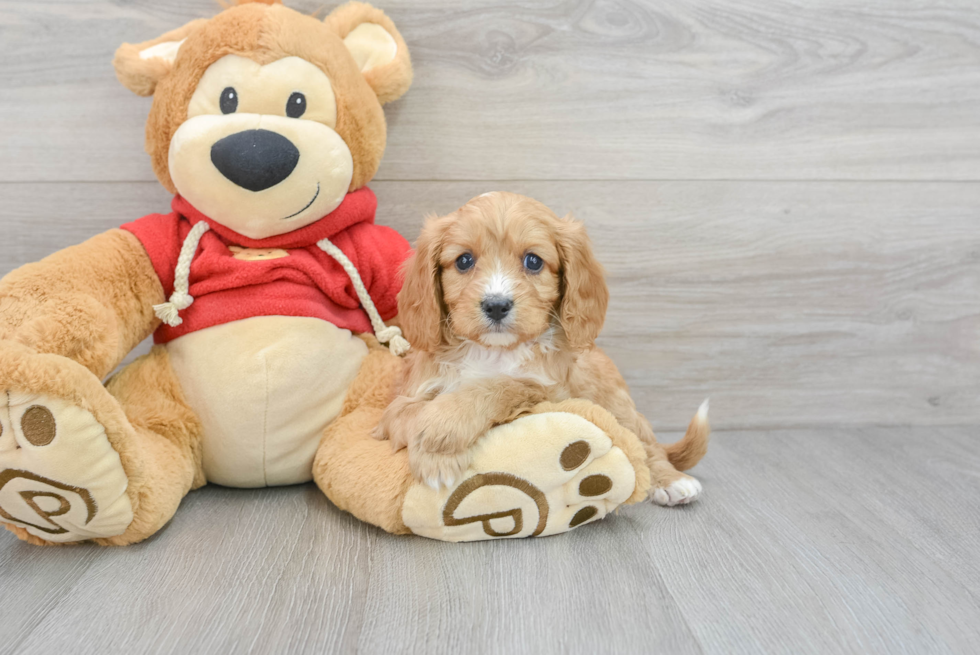 Cavapoo Pup Being Cute