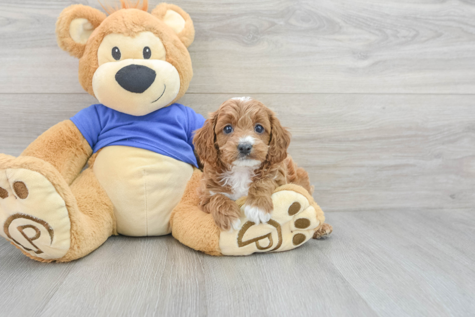 Petite Cavapoo Poodle Mix Pup
