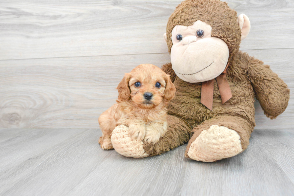 Small Cavapoo Baby