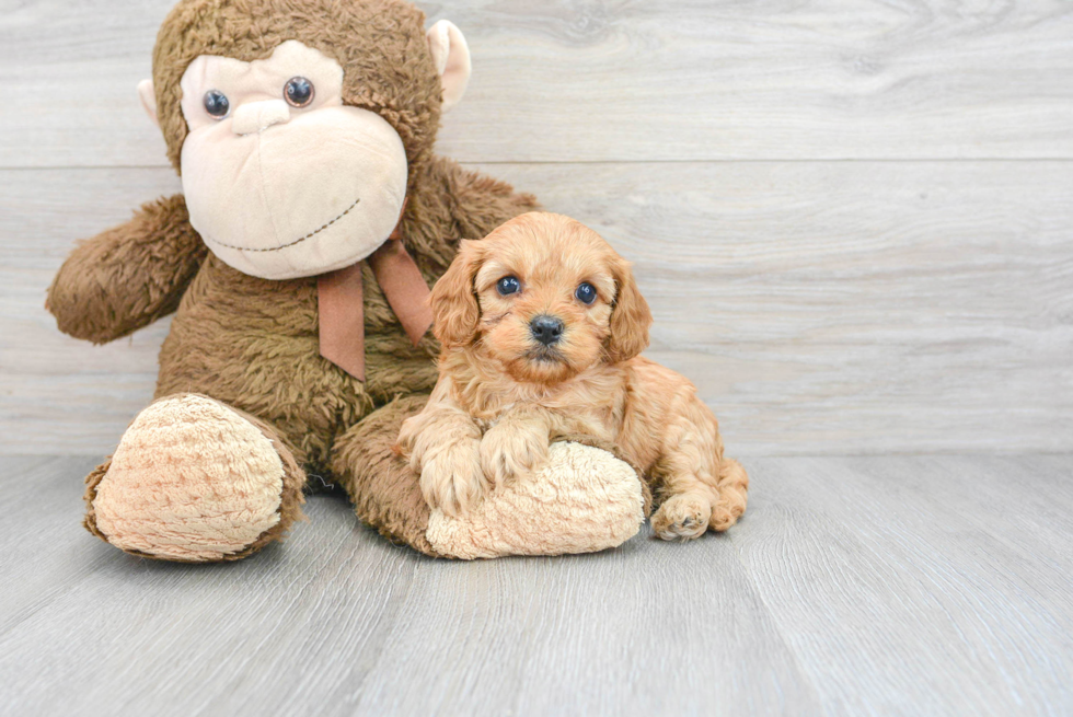 Cavapoo Pup Being Cute