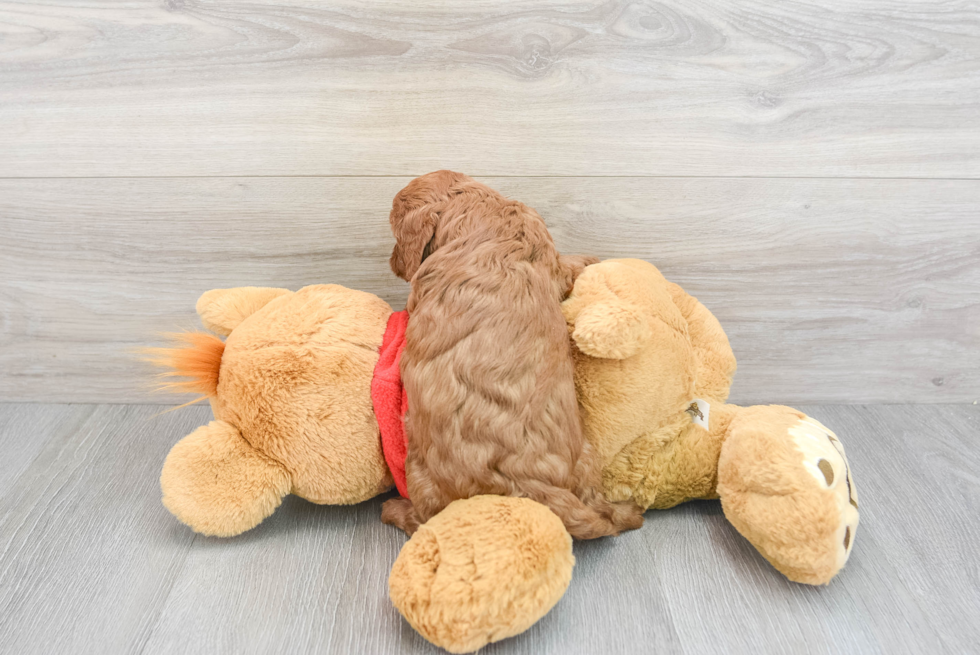 Little Cavoodle Poodle Mix Puppy