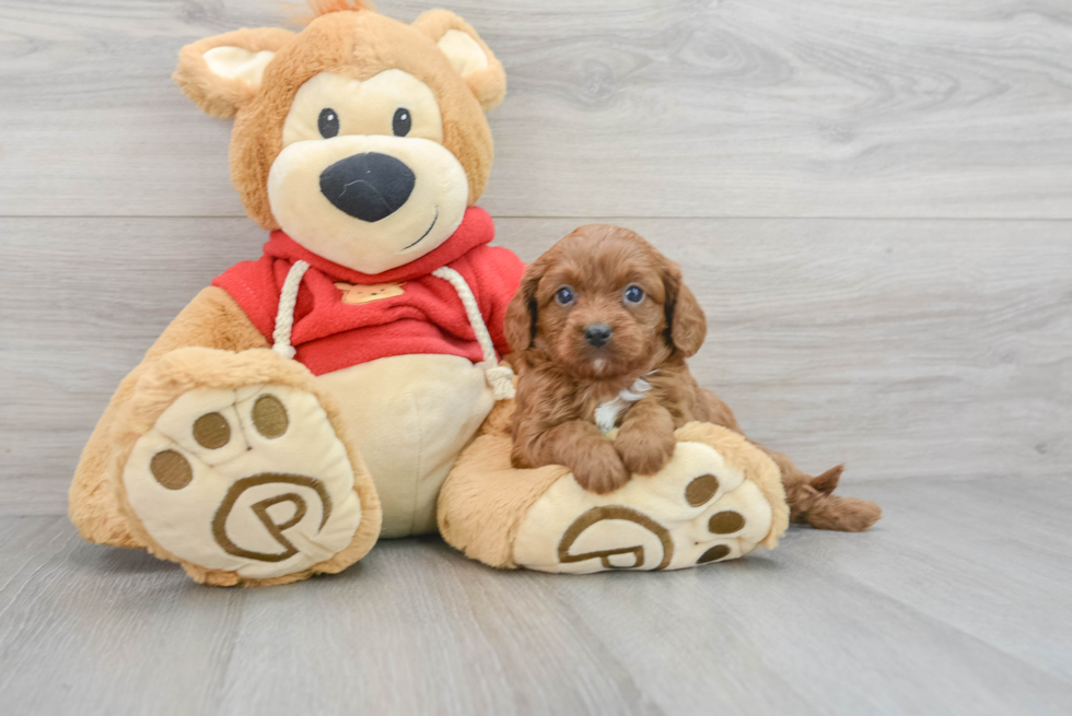 Cavapoo Pup Being Cute