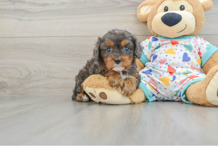 Popular Cavapoo Poodle Mix Pup