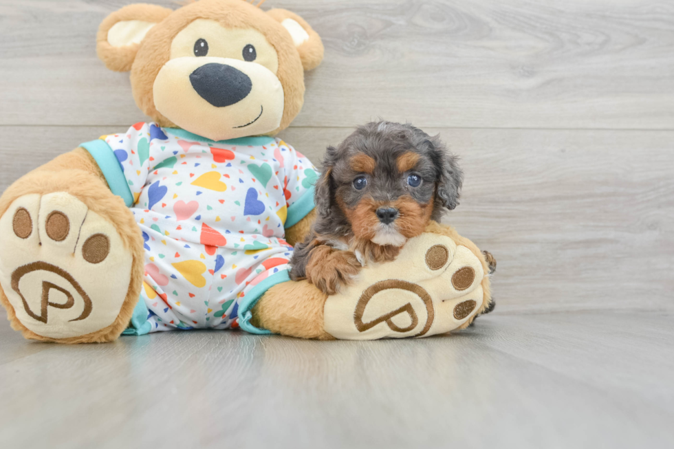 Cavapoo Puppy for Adoption