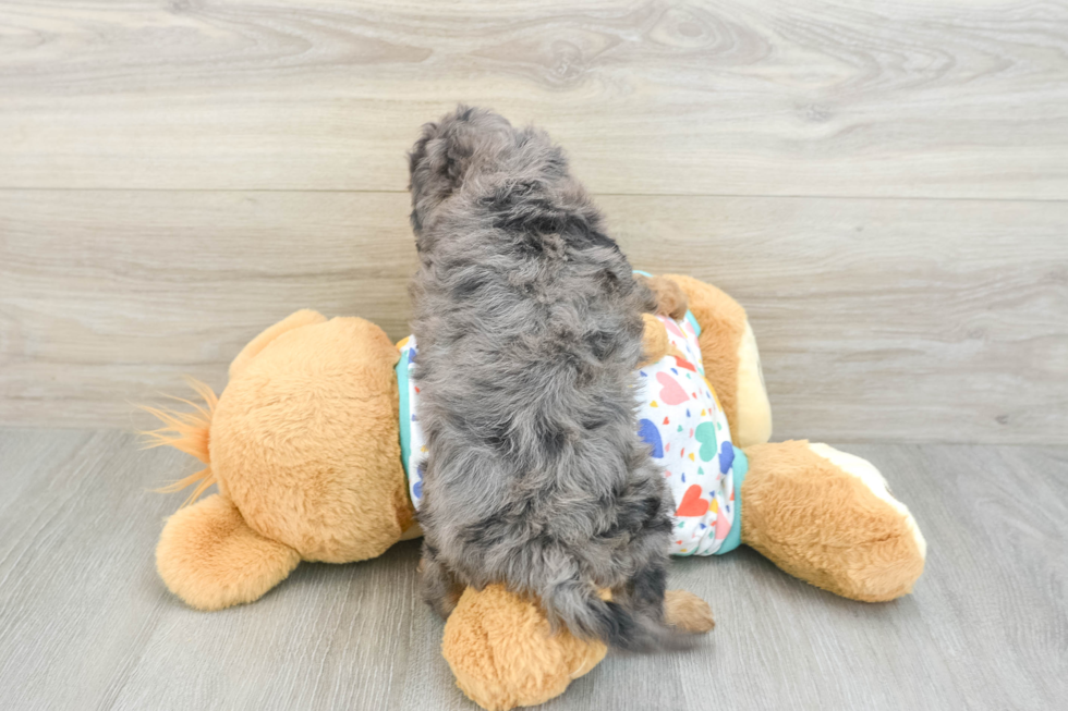 Cavapoo Puppy for Adoption