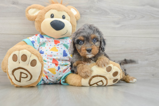 Cavapoo Pup Being Cute