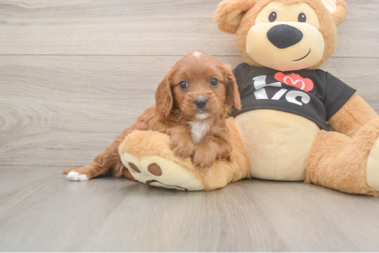 Cavapoo Pup Being Cute