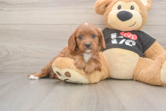 Cavapoo Pup Being Cute