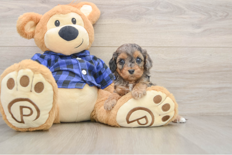 Cavapoo Pup Being Cute
