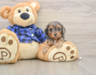 9 week old Cavapoo Puppy For Sale - Premier Pups
