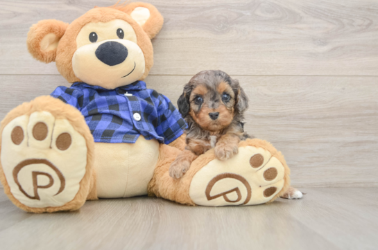 Cavapoo Pup Being Cute
