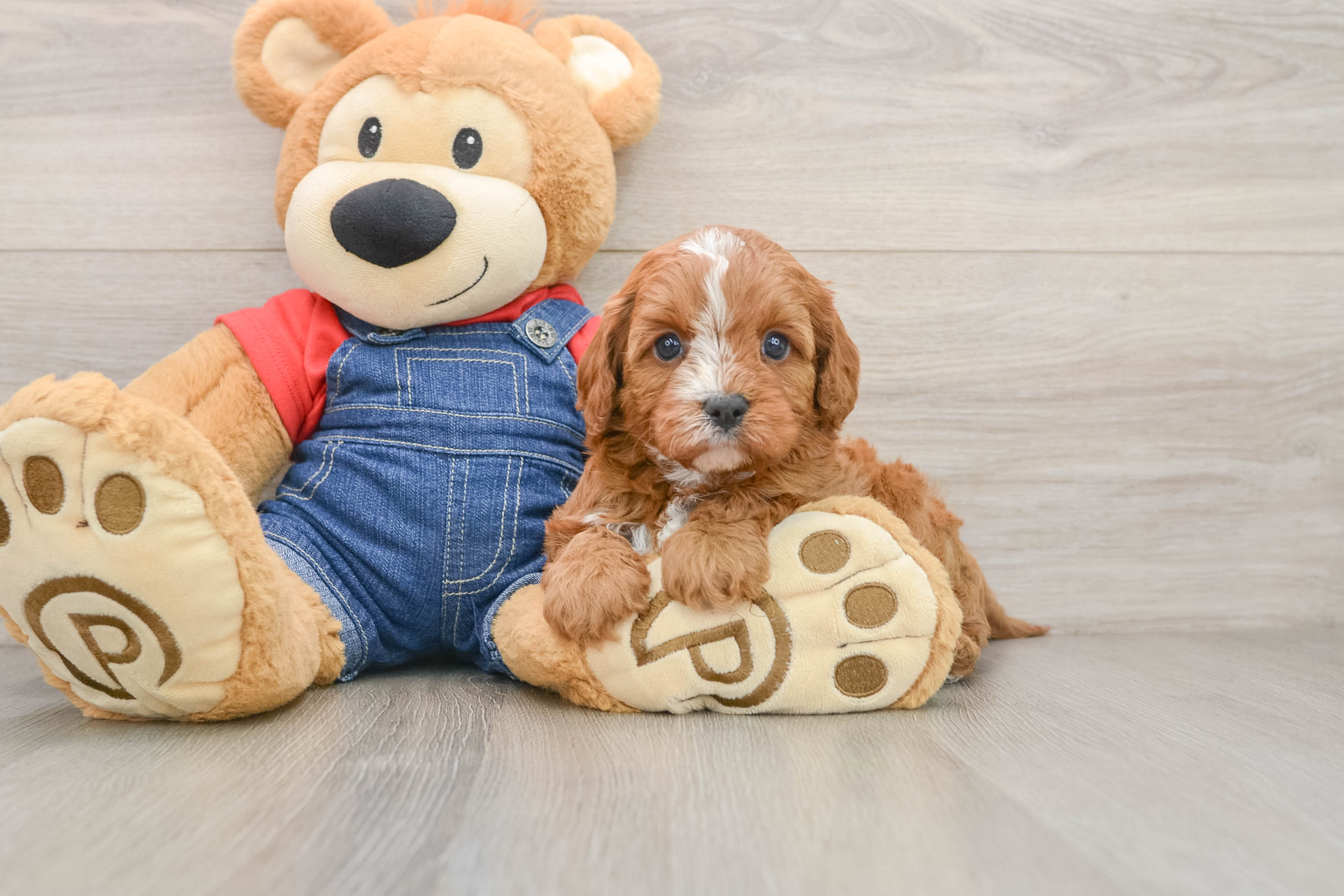 Cavapoo Pup Being Cute