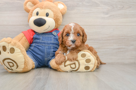 BECCA, a Cavapoo littermate
