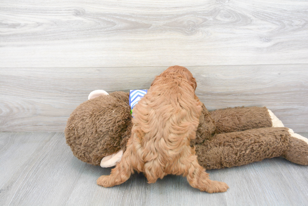 Cavapoo Puppy for Adoption