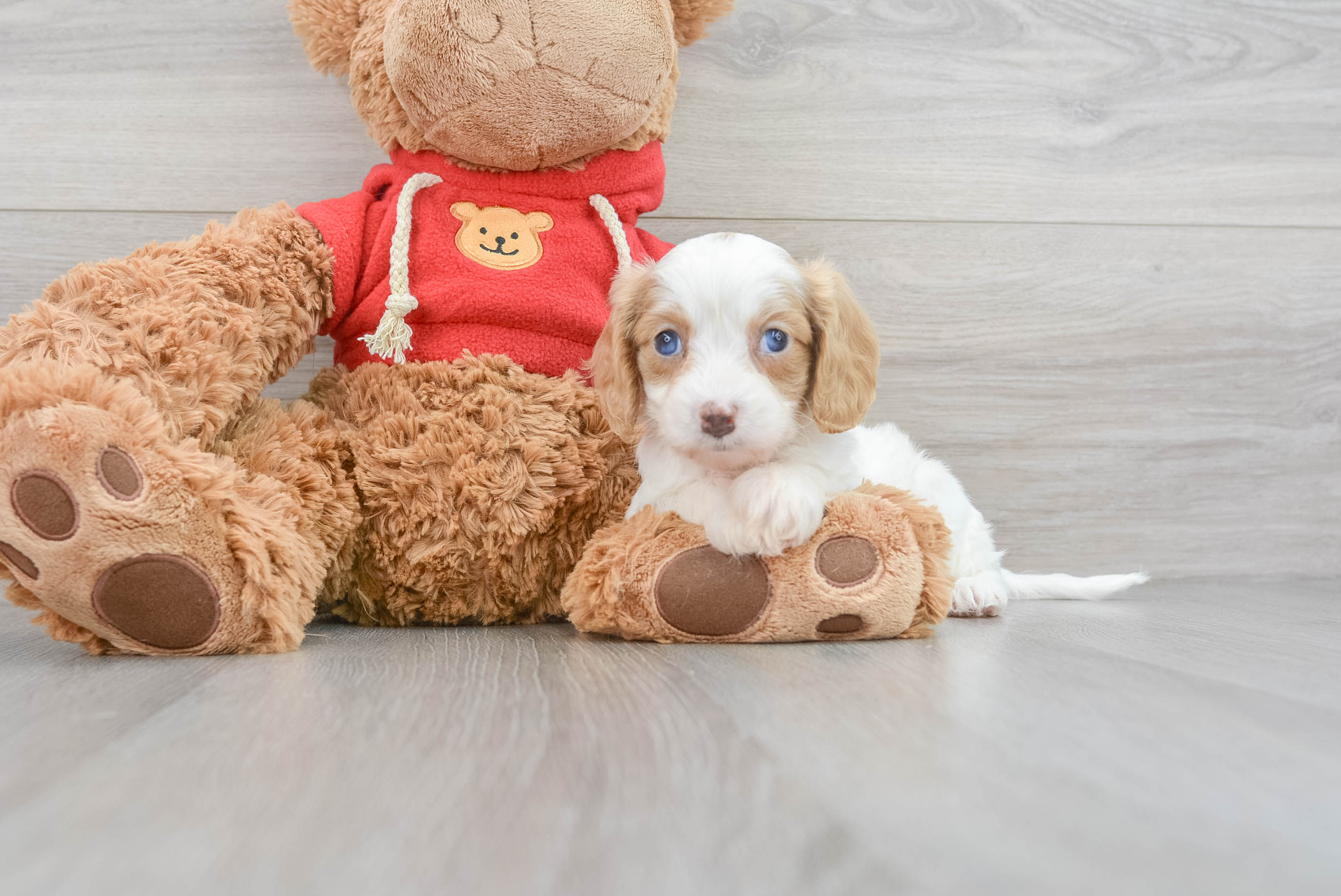 Cavapoo Pup Being Cute