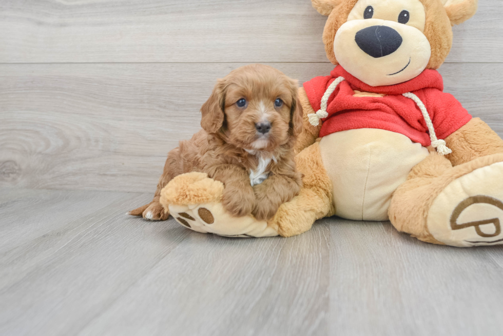 Cavapoo Pup Being Cute