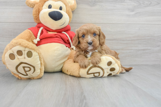 Happy Cavapoo Baby