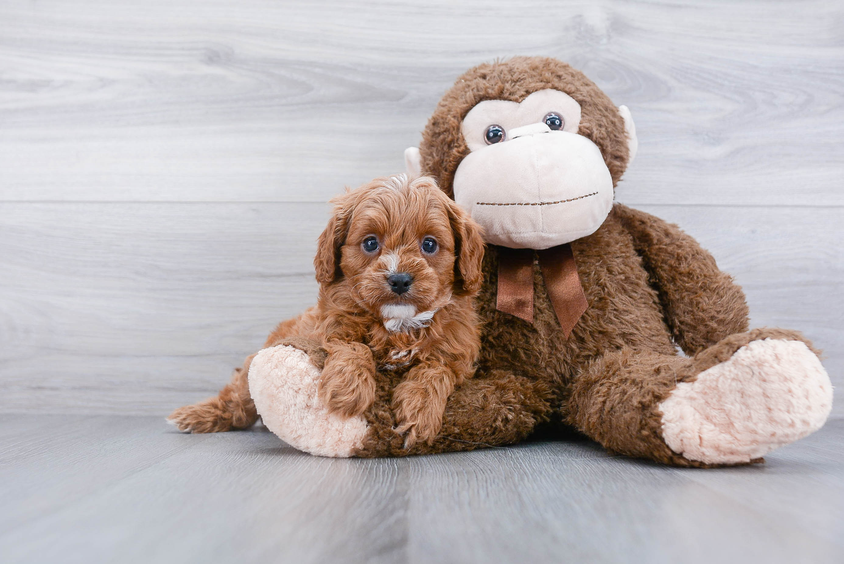 Sweet Cavapoo Baby