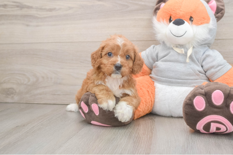 Best Cavapoo Baby