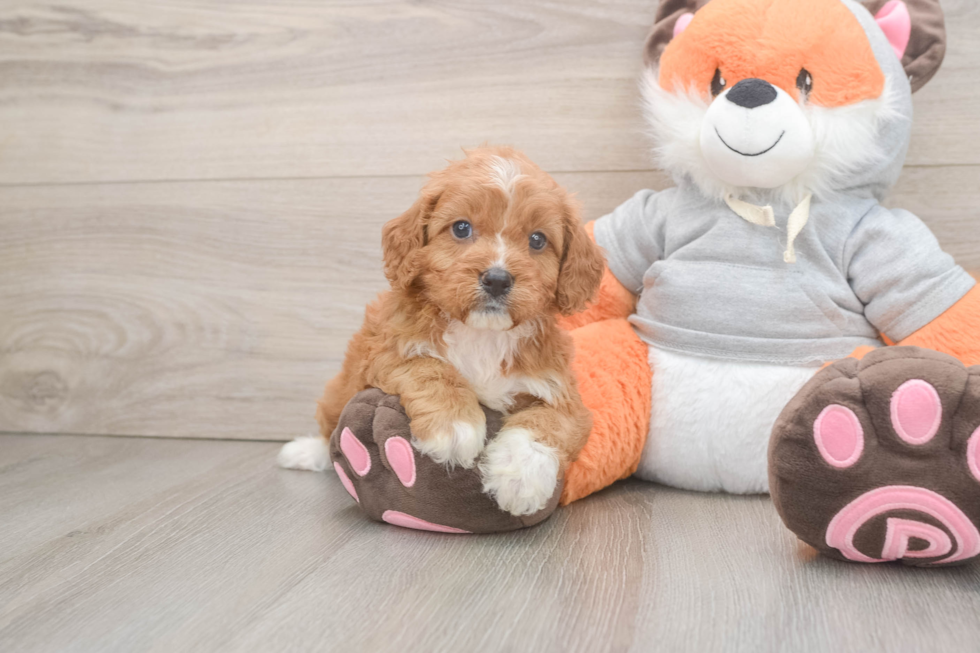 Best Cavapoo Baby