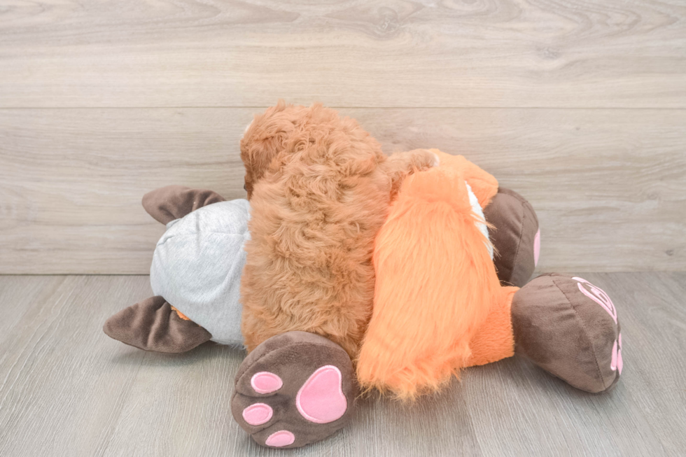 Cavapoo Pup Being Cute