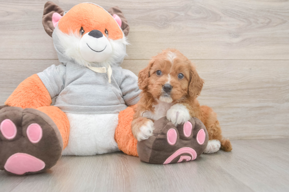 Small Cavapoo Baby