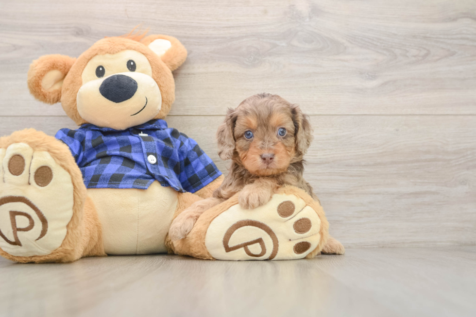 Little Cavipoo Poodle Mix Puppy